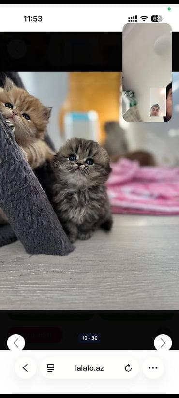 pisik sekileri: Britan — 3