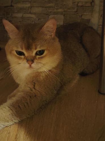 pişik şotlan: Qızıl şinşilla, Erkək, Cütləşmə üçün — 1