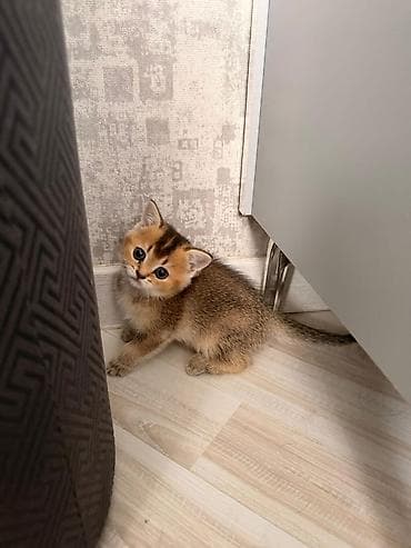 Şotlandiya qıvrıqqulaq balası – qızıl rəng (golden shaded) - Cins