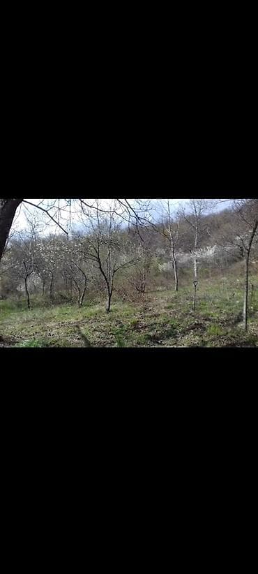 qala torpaq: Salam! Qəbələ rayonuda mərkəzə 15 dəqiqəlik məsafədə yerləşən dag — 2