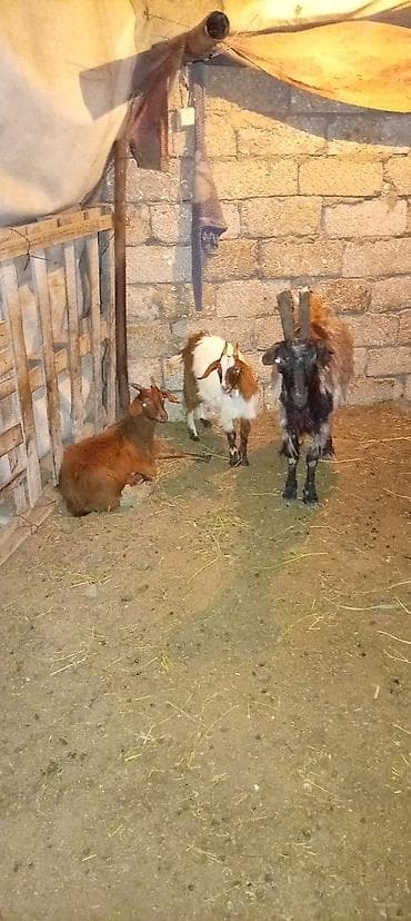 Qoyun-keçi təsərrüfatı üçün heyvanlar - Növ: Keçi (3 baş) - Görünüş — 5