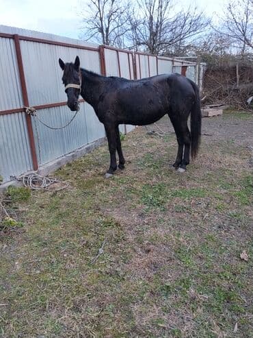 Gəmiricilər: Erkək, il: 8, Ünvandan götürmə — 4