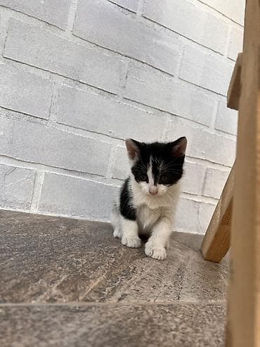 Pişiklər: Yaxşı əllərə — 6