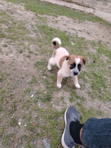 gence it satisi: Alabay, 1 ay, Erkek, Cütləşmə üçün, Ünvandan götürmə — 4