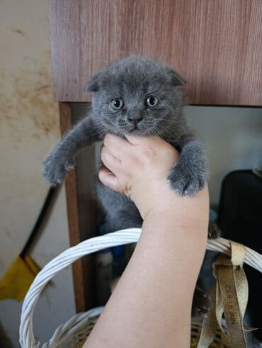 Britan, Yaxşı əllərə