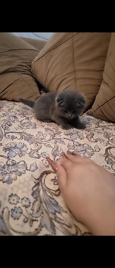 siam pişiyi: Şotland yastı qulaq — 5