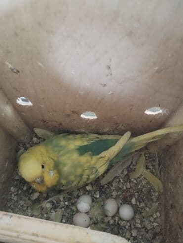 danisan quslar: Hazır cutlerdir 4 yumurtası var aktiv heyvanlardir balaya süper — 3