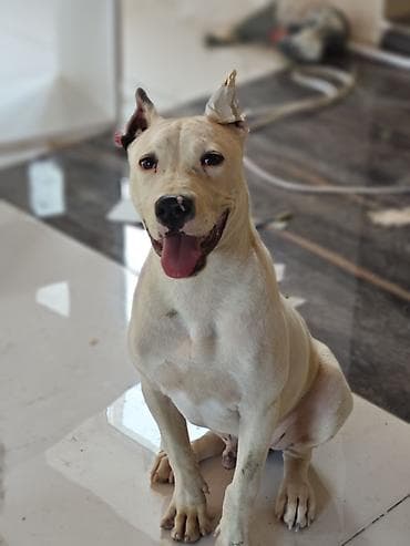 kangal iti satisi: Pitbul, 6 ay, Erkək, Peyvəndli — 4