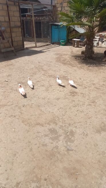 alabaxta quşu: Salam Alokum 4 eden Qirmizi boyun Desder ucu abrezdi erkek mayadi — 3