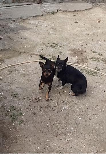 ov itleri satisi: Miniatür pinçer, 3 il, Erkek — 2