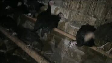 hinduşqa gəncə: Məhsul: Hind quşları 3 aylıq Ünvan gəncə 0552422494 — 2