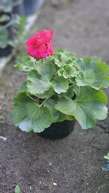 tebii gul: (geranium) – saksıda (qiymet: 1.40) Karlik sortudu çox boya getmir — 1