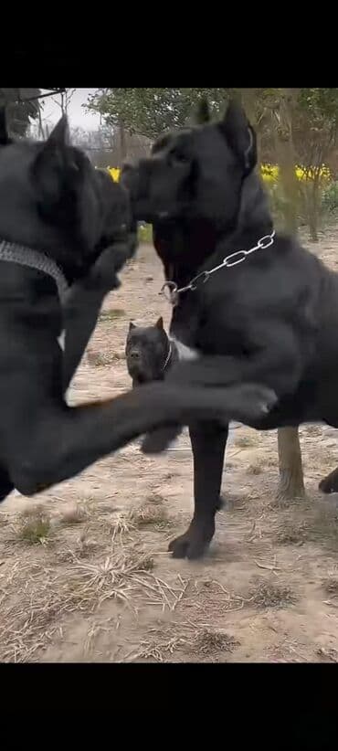 Kane-Korso, 1 ay, Sənədli, Ünvandan götürmə, Pulsuz çatdırılma, Ödənişli çatdırılma