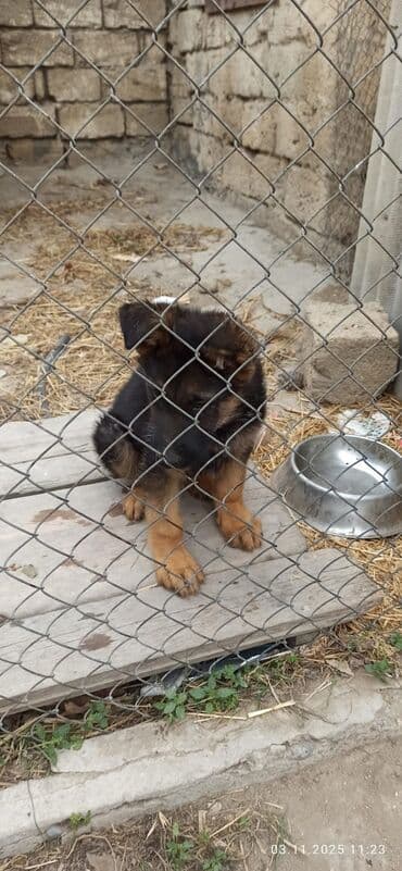немецкая овчарка в баку: Alman çoban iti, Peyvəndli — 3