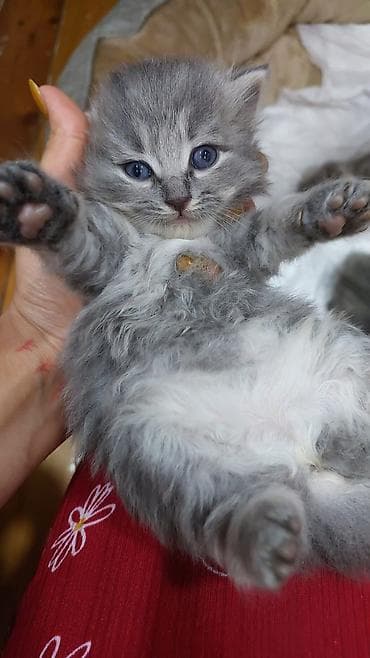 pişiy: Britan — 7