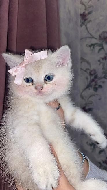 Heyvanlar üçün mallar: Britan — 1