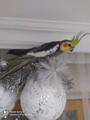 xaski it satisi: Salam danisan quslar satilir. Yaslari ferqlidir. Quslar dislemir — 6