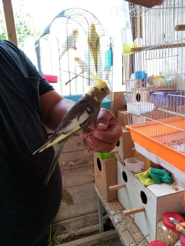 geref quşu: Hazir dişi tam əl quşu cütte olmuyub4-5 ayliqdi rucnoydu — 2