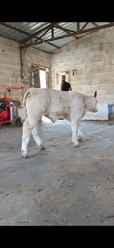 at satisi: Satılır: Açıq krem-ağ rəngli dana (erkək). Xüsusiyyətlər: - Güclü — 4