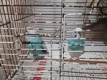 it davasi 2019: Hazır cüt — 4