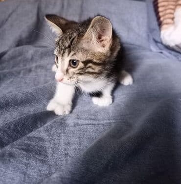 sarı pişik: Erkək, Yaxşı əllərə — 4