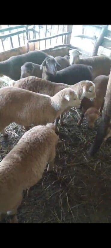 ən gözəl it adları: Kök quzular Bakı şəhərine catdirma var resdaranlara kom şəkildə tam — 4