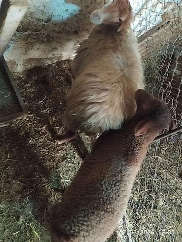 Toyuqlar: Qoyun və quzu cütü - Ana qoyun: yerli ətlik-yunlu tip, açıq-qəhvəyi — 3