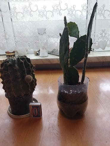 Ev üçün dekorativ saksı bitkiləri dəsti - Kaktuslar: Şəkillərdə