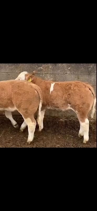 ari yeşiklərinin satışı: Məhsul: Dana balaları (ətlik istiqamət) Təsvir: - Şəkillərdə — 10