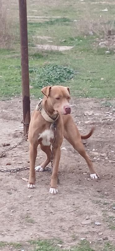 it pitbul: Pitbul, 1 il, Dişi, Peyvəndli, Ödənişli çatdırılma — 2