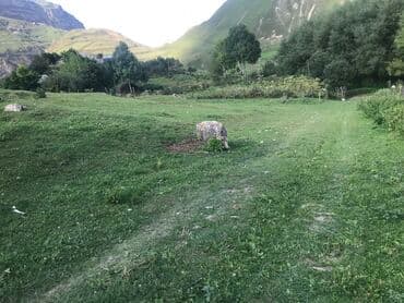 memar ecemi kiraye ev: 5 sot, Tikinti, Maklerlər narahat etməsin, Kupça (Çıxarış) — 4