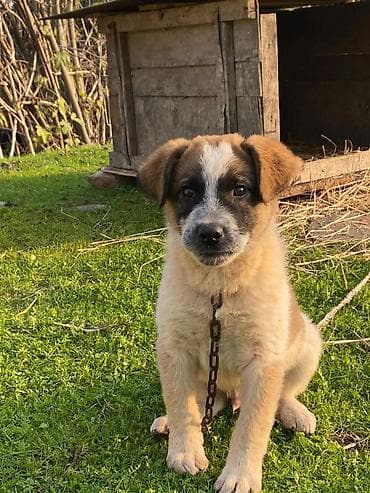 coban iti haqqinda melumat: 4 ay, Erkek, Cütləşmə üçün, Ünvandan götürmə — 10