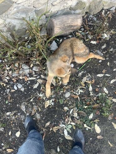 İtlər: 3 ay, Erkek — 2