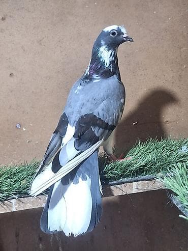 goyərcin satışı: Qızğın Erkəydi 17 Quyruqdu Bırnında kəkli var Real Alan Narhat — 3
