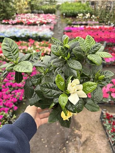 lançar bitkisi: Gardenia 25azn. Vatsapp mövcuddur!. Çatdırılma metrolara, Şamaxinkaya — 2