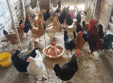 toyuq cuceler: Toyuq, Yumurtalıq — 5