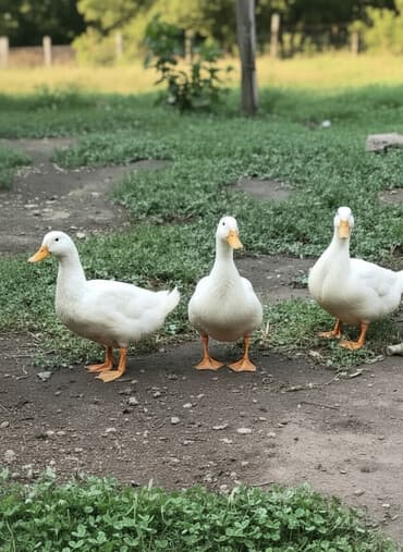 arı ailəsi satışı elanları 2025: Kuban ordəkleri 7 ayliq yumurtlayirlar. Topdan satis qiyməti 12 azn — 2