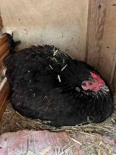 toyuğ cücə: Toyuq, Yumurtalıq, Ödənişli çatdırılma — 1