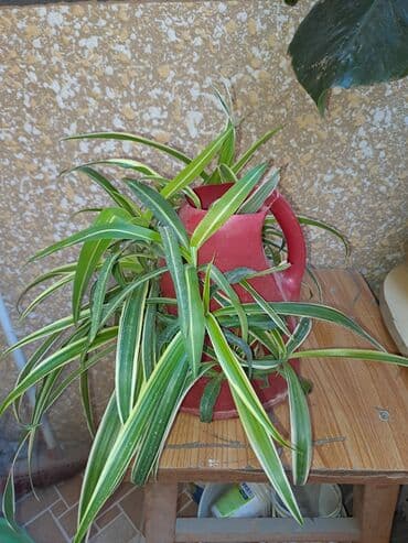 Təmir və tikinti: Хлорофитум — 2