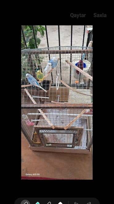 клетки для хомяков: Böyük ölçülü quş qəfəsi – quşlarla birlikdə 100azn (3797) — 1