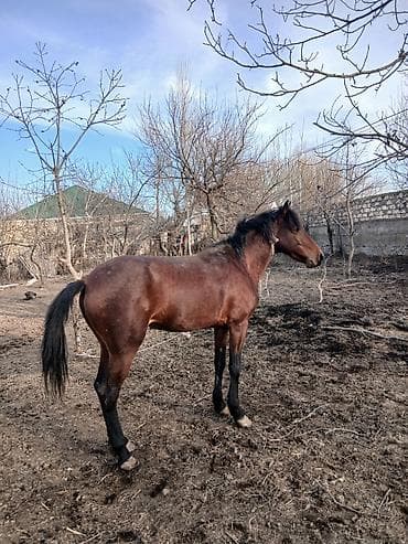 tap az atlar: Erkək, il: 4 — 1