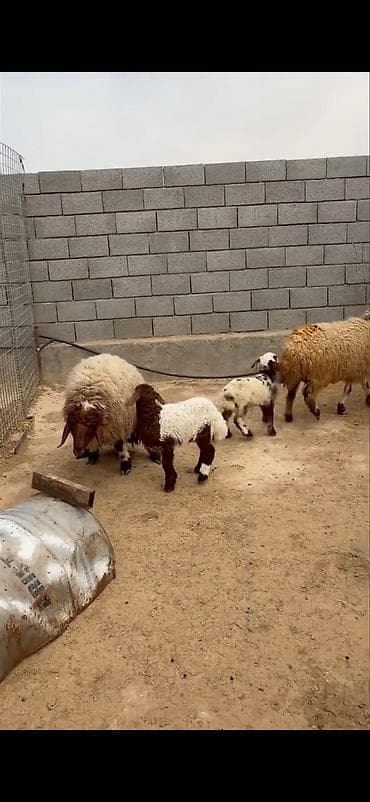 heyvan sahibləndirmə: Mal-qara: ana qoyunlar və quzular Təsvir: - Qapalı həyətdə saxlanılan — 3