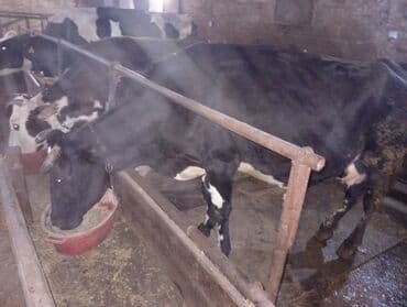 Keçi, çəpiş: Südlük inəklər - Cins: Qarışıq südlük tip (qara-ağ alacalı və — 9