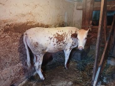 Dana ətlik 2 denedi ikisde kökdi lalafo.az -da Dana ətlik 2 denedi ikisde kökdi