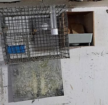 qara it sekilleri: Quş qəfəsləri və volyerlər dəsti - Böyük metal volyer: möhkəm məftil — 6