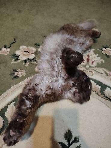 Pişiklər: Şotland, Erkək — 6