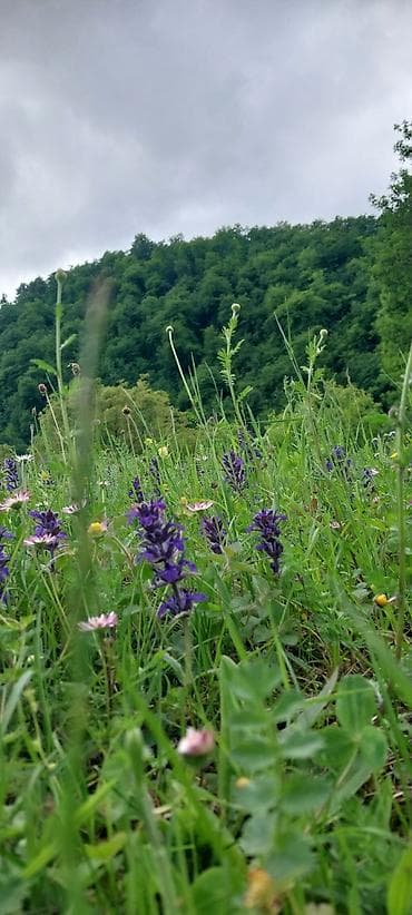 20 ci sahede kiraye ev: Dağ mənzərəli bağ sahəsi – yaşıllıq içində sakit məkan - Geniş — 5