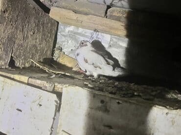 hazır yuva: Məhsul: Ev göyərçinləri – cüt Təsvir: - Şəkillərdəki quşlar evdə — 4