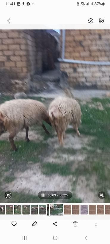 diri qoyun satisi: Salam heyavanlar satılır 3dənə balalı 1dənə tək 2si birinci qarın 2si — 1