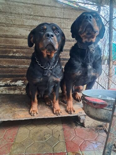 Rottweiler cinsi itlər – cütlük - Cins: Rottweiler - Rəng